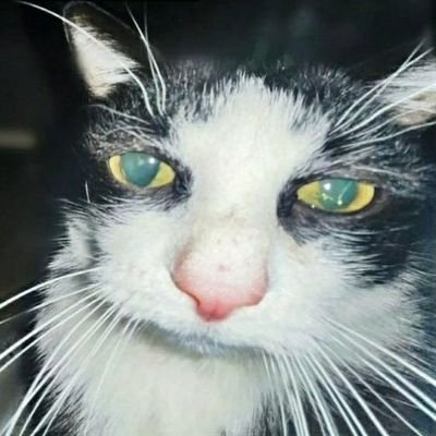 h0labu3nas's profile picture. sus