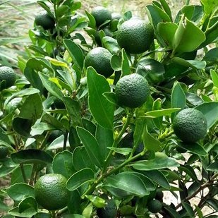 kalamansihan's profile picture. Tangy Fruit Farm