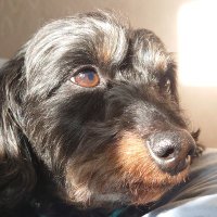 toytoy (@toy_toy_box) 's Twitter Profile