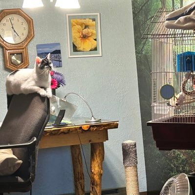 Totally crazy at my house right now. Down to one dog, two cats and two birds. I can’t convince the cat to stop interviewing the parakeet for a job.