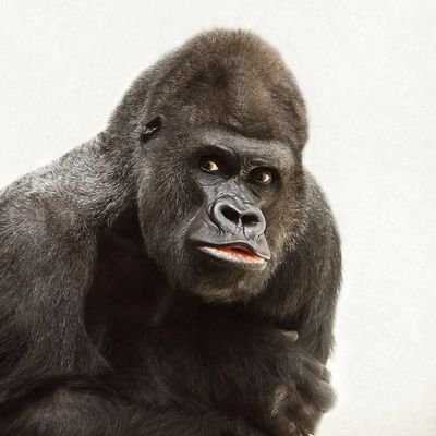 ゐすとさんのプロフィール画像