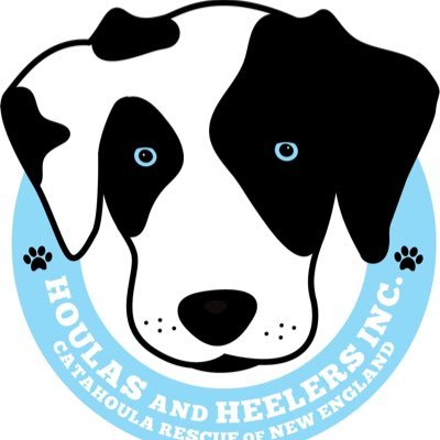 Catahoula and heeler rescue for the dogs that need us most!