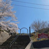 (公式)カエデの郷ひらら (@kaede_hirara) 's Twitter Profile