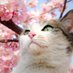 neko (@nekofudou) Twitter profile photo neko (@nekofudou) Twitter profile photo