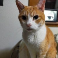 佐藤浩人 (@okaikko_new) 's Twitter Profile