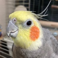 ぴむぞー🐦🌦 (@pimzo) 's Twitter Profile