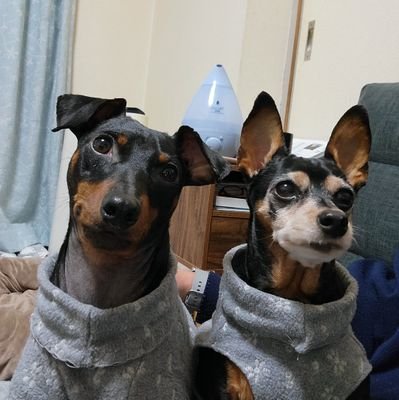 maminkoMZDAO1's profile picture. 