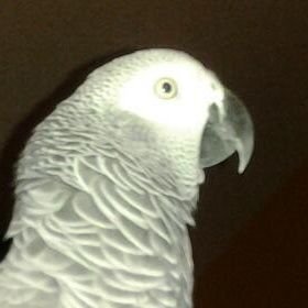 ⚕️Retired RN, Conservative🦅,🇺🇸MAGA🇺🇸, 2A defender, and 2024 will be very interesting 🤯 African Grey owner