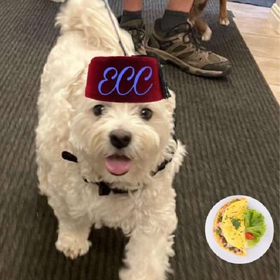 My name is Oliver. I am an 9 year old, adopted Maltese, from Del Rio, Texas. Member of #ECC. No DM's. I am an Independent Voter Pup,  but never MAGA🐾🇺🇸🌊