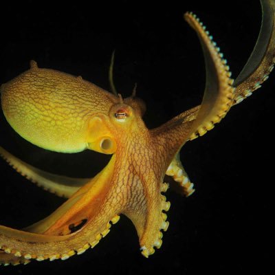 octopusVII Profile