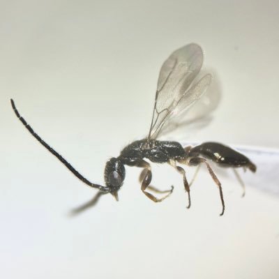 hymenohemi's profile picture. セイボウ上科、特にアリガタバチ科が好物。たまにカメムシも。 Hymenoptera / Chrysidoidea / Bethylidae / Dryinidae