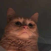 not a mimic (@notamimic17) 's Twitter Profile