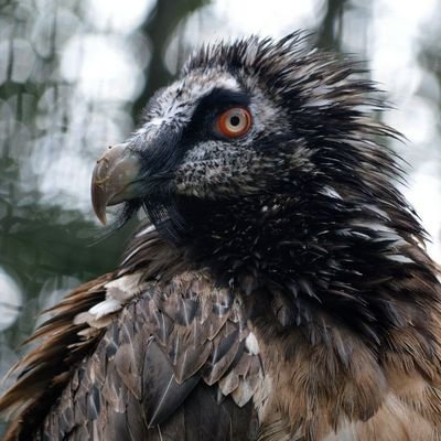 41075loudwhines's profile picture. 🇬🇧/🇩🇪 - 18 - he/him- EDTWT -  EUPD, Bipolar - DMs open - Gym/hiking - chemist - CW: fat