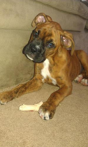 SaveABoxer's profile picture. Spreading the word about boxers who need a home. Follow us and share your boxers as well. Retweet our pups and help someone find their new companion.