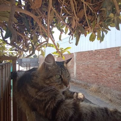 Somos una pandilla de gatos muy peculiares  vivimos en una familia donde nos quieren mucho.
También se encuentran gallinazo y familia