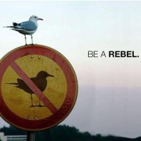 sascha275 (@rebell275) 's Twitter Profile Photo sascha275 (@rebell275) 's Twitter Profile Photo