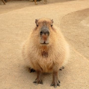 佐世保市で趣味で卓球してます。試合には基本出ませんけど、練習は週3日～5日位してます。
ラケット：ゼクスギアイン
F面：V20 Double EXTRA
B面：V20 EXTRA

のんびりマイペースで練習しています。
近場の方ぜひ一緒に卓球しましょう🏓

卓球関係の方はフォロバしてます❀.(*´▽`*)❀.