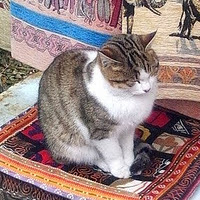 しぞーか在住プログラマ。合同会社ナイツオ代表。Go、GCP、Firebase、Angular、React、GraphQL。将棋、ボードゲーム。たまに回文。
GCP Professional Cloud Architect/Developer