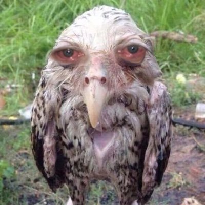 Cameron_O_Flage's profile picture. Hiding in plain sight. Ignorance isn’t bliss, it’s just ignorant. Generally disappointed with humanity, some more than others.