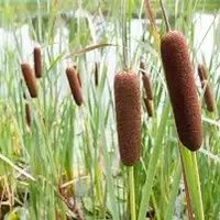 CatTail 🇺🇦🇺🇦🇺🇦(@danakay64) 's Twitter Profile Photo