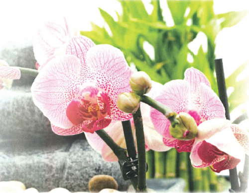 4Divine_Healing's profile picture. I am a licensed massage therapist certified in neuromuscular sports and therapeutic massage.  I tweet (and retweet!) about health, wellness, and Knoxville!