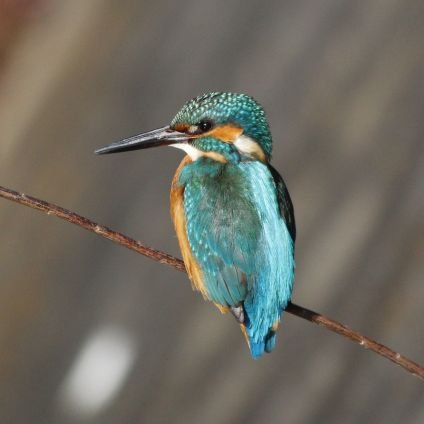 近所で見つけた生き物の紹介です。
ほとんど鳥でたまに他の生き物。
ひたすら観察の記録です。