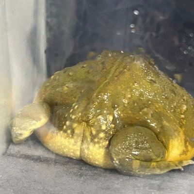 趣味 食虫植物栽培、爬虫類、両生類の飼育同じ趣味の方がいましたらよろしくお願いいたします。