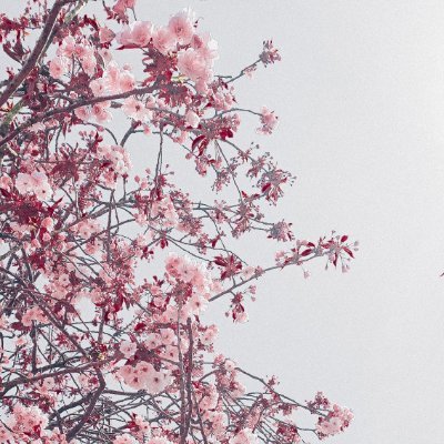 blossom_epubs's profile picture. 