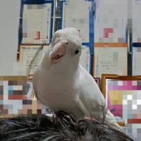 玄鳳可愛捏 (@alexliu0610) 's Twitter Profile