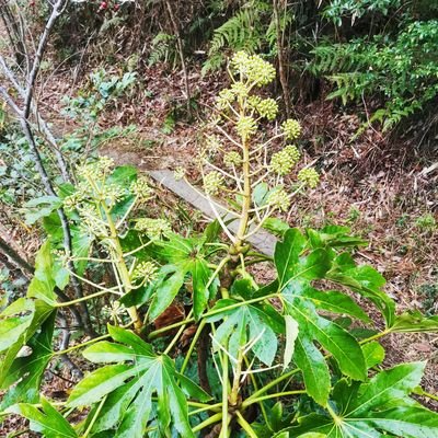 細胞生物とかやりたい薬学1回生
生物/岩石
めざせPh.D