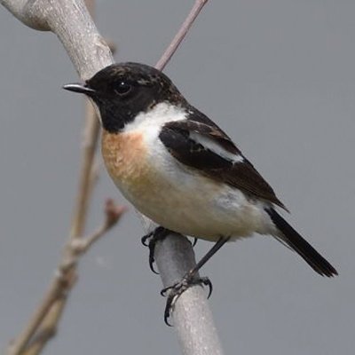 野鳥や自然観察が好き