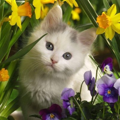 C_Kitten85 Profile Picture
