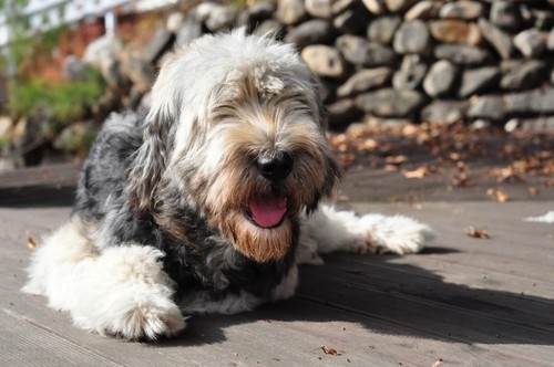 dement7272's profile picture. 나의 삽살개 등대, 등대는 이뿐 아줌마 삽살개여요.