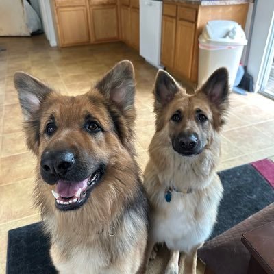 Join our family! Come along for all of the wacky and beautiful shenanigans of Dak and Dallas, brother and sister GSD pups as they navigate this crazy place ❤️