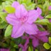 DelightfulAzaleaFlower (@kedarsingh123) Twitter profile photo DelightfulAzaleaFlower (@kedarsingh123) Twitter profile photo