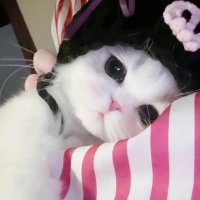 o mi o (@omioi2) 's Twitter Profile