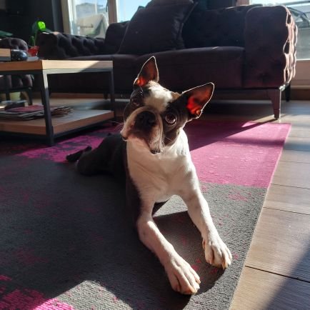 LazicLjubica's profile picture. 