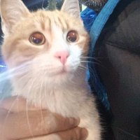 Pişo (@tufan_sait) Twitter profile photo