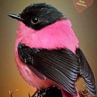 Dragania Haloing (@draganiahaloing) 's Twitter Profile