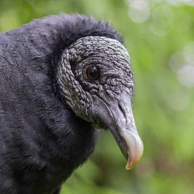 PaleoTristan's profile picture. BSc Zoology Student. Aspiring Vertebrate Palaeontologist.  Wildlife Photographer.