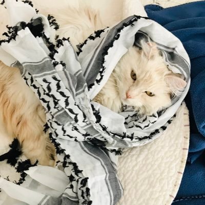 Liberal AF. Vet med staff. Childfree cat lady, ex-mormon agnostic. Covid conscious. No DM’s. CEASEFIRE NOW 🌊🌈 🟧 ☮️