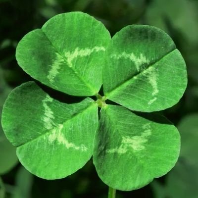 Shamrock