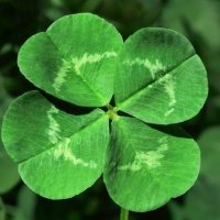 Shamrock(@Shamrock850248) 's Twitter Profileg