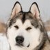 Barken Wuffett (@wuffettbarken) Twitter profile photo Barken Wuffett (@wuffettbarken) Twitter profile photo