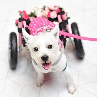 Hi... I'm Pumpkin Puppy. I am now paralysed and live my Westie life on wheels.