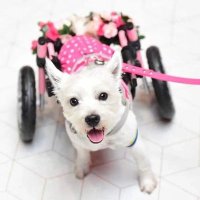 Pumpkin on wheels 🐾♿️❤️(@PumpkinPuppy3) 's Twitter Profile Photo