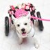 Pumpkin on wheels 🐾♿️❤️ (@PumpkinPuppy3) Twitter profile photo