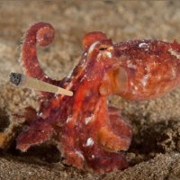Red Octopus W. John κρυπτός 🐙🌹 🇵🇸 𓂀 🪬🜃 Φ(@Gandalf_ElPulpo) 's Twitter Profile Photo