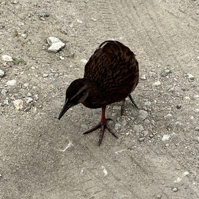 Director @BioprotectionNZ, Rutherford Discovery Fellow; soil and ecosystem health, indigenous scientist and parent | she/her/ia. opinions are my own