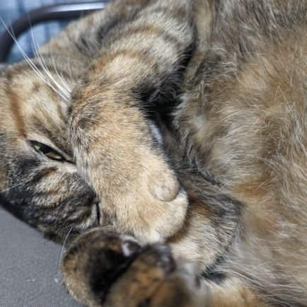 mura_dm_kami's profile picture. アニメ、漫画、ゲーム、Vtuber、猫が好きです。

愛猫の名前はチャチャ　超ツンデレな8歳児です。

糖尿病歴10数年のクソデブ そろそろ本気で痩せたいと考えて幾星霜 全然痩せれない・・・

※公式LINE等などに誘って来そうな人は 面倒いので DM返信しないし フォローしないです あしからず┏○ﾍﾟｺ